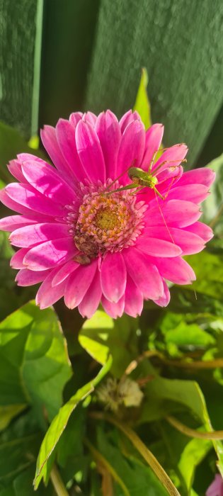 Rosa gerbera i blom med en nyfiken grön gräshoppa som sitter på kronbladen, i naturligt solljus.