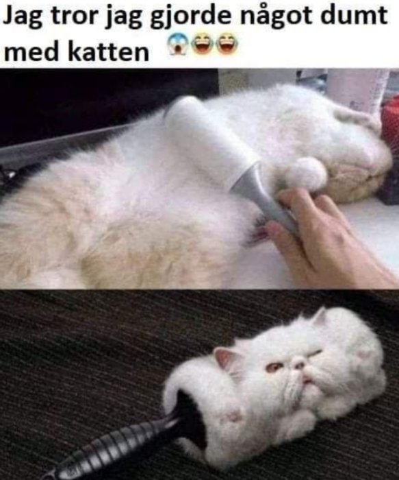 En vit katt som blir "masserad" med en klädvårdsrulle, ser missnöjd ut i nedre bilden.