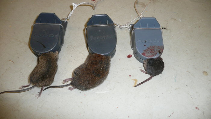 Tre möss fångade i musfällor på ett golv, benämnda som "familj" i inlägg.