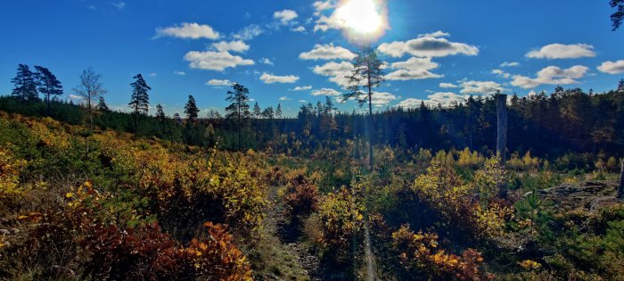 Solig skogsvy med ljusstrålar som tränger genom träd, blå himmel och färgglada löv.