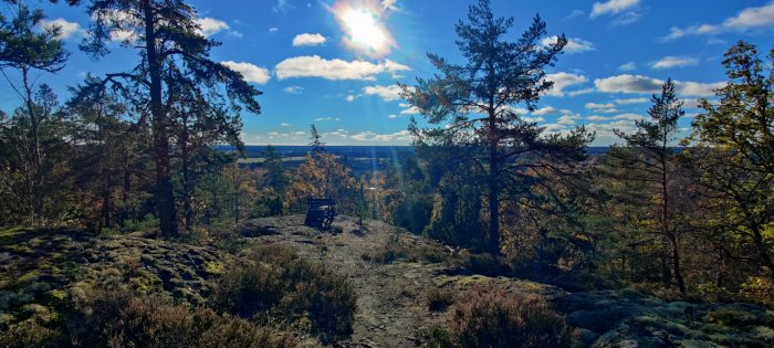 Solig skogsvy med barrträd och stenig mark, utsiktspunkt med bänk under klarblå himmel.