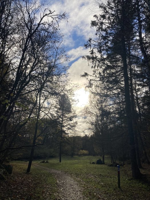 Soligt landskap med träd och stig i skogen, motljus skapar silhuett av träden.