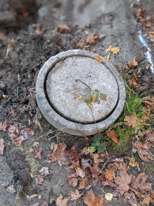 Gamla brunnen med betonglock omgiven av höstlöv på en gräsmark.