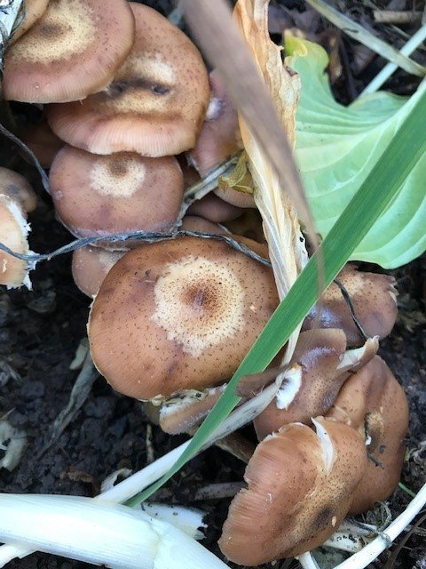 Klunga av brunaktiga svampar som växer under blad i en rabatt, med spridning även i närliggande grus.