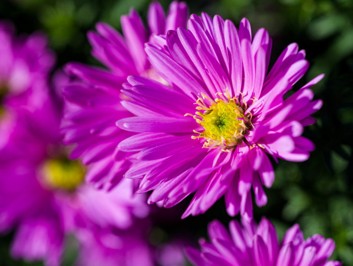 Närbild av en lila höstaster med utslagna kronblad och gulgrön mitt i fokus, omgiven av suddiga blommor.