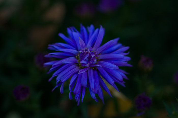 Närbild av en blommande lila höstaster med outslagna knoppar i bakgrunden.