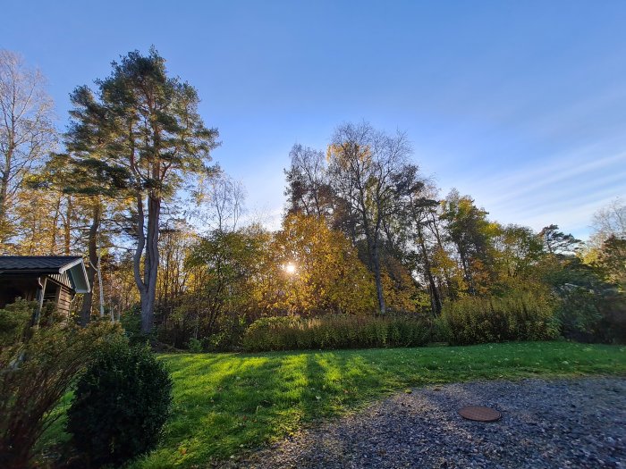 Idyllisk höstbild med skog och solnedgång bakom träden, grön gräsmatta i förgrunden.