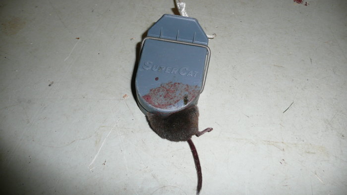 En fångad mus i en blå Super Cat mössfälla på ett smutsigt underlag.