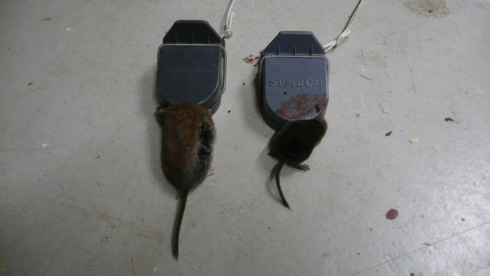 Två möss fångade i snap-fällor, en större och en liten, på ett betonggolv.