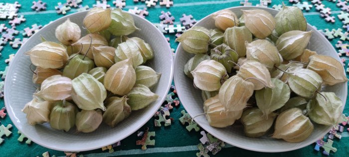 Två skålar med nyss skördade physalis ligger på ett bord med ett pussel.