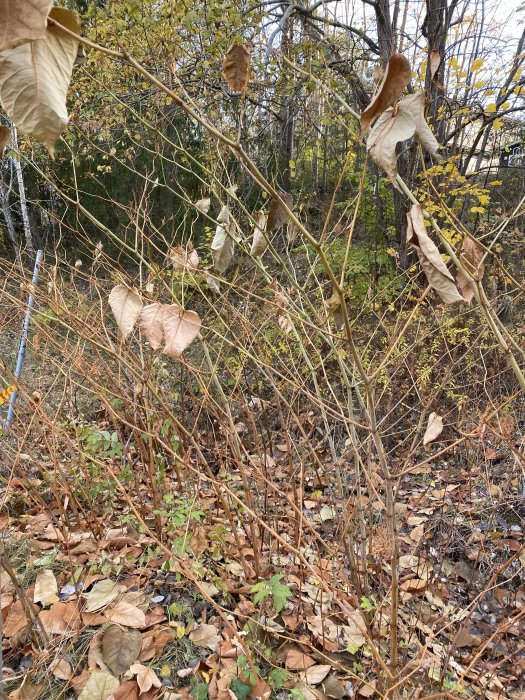 Ungefär två meter höga vissnade växter i en skogsglänta med löv på marken.