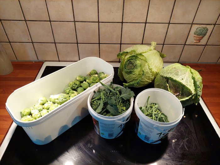 Skörd av kål med brysselkål i en låda och vitkål samt bladgrönsaker i hinkar på ett köksbord.