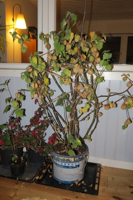 Physalisplanta i kruka inomhus med mognande frukter, och mindre blomkrukor med sticklingar bredvid.