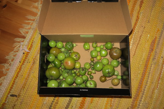 Omoget gröna tomater och några som börjar mogna i en kartong på ett färgglatt mattgolv.