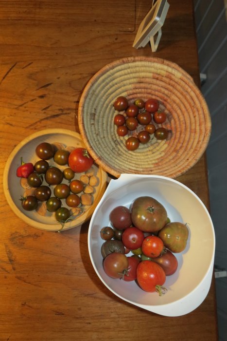 Tomater i olika mognadsstadier på en träyta, uppdelade i två skålar, en i keramik och en i trä.