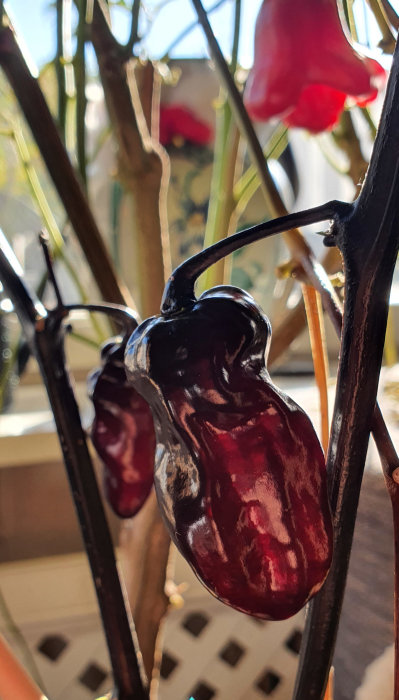 Mörklila Alien metamorphos black chili med glansig yta på en planta, med röda Jamaican Bell chilis i bakgrunden.