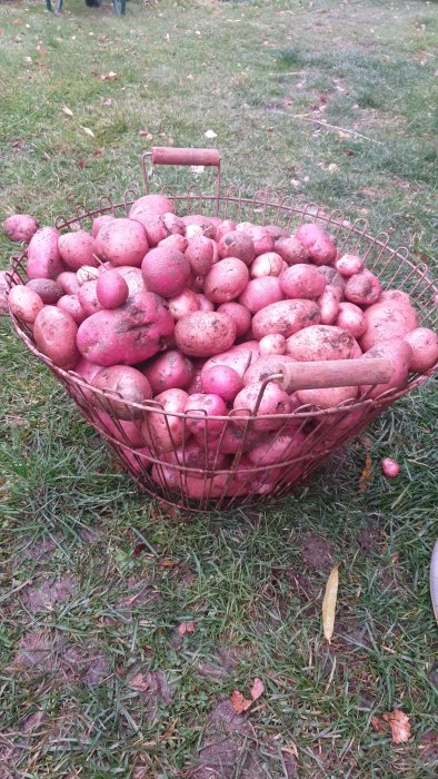 Korg fylld med nyskördade rosa potatisar på en gräsmatta.