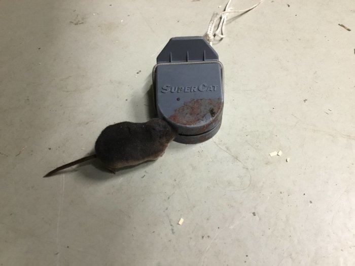 En fångad mus bredvid en mörkblå musfälla märkt "Supercat" på ett grått golv.