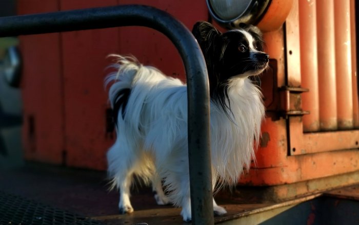 Svartvit hund framför orange T44 lok i soligt ljus.