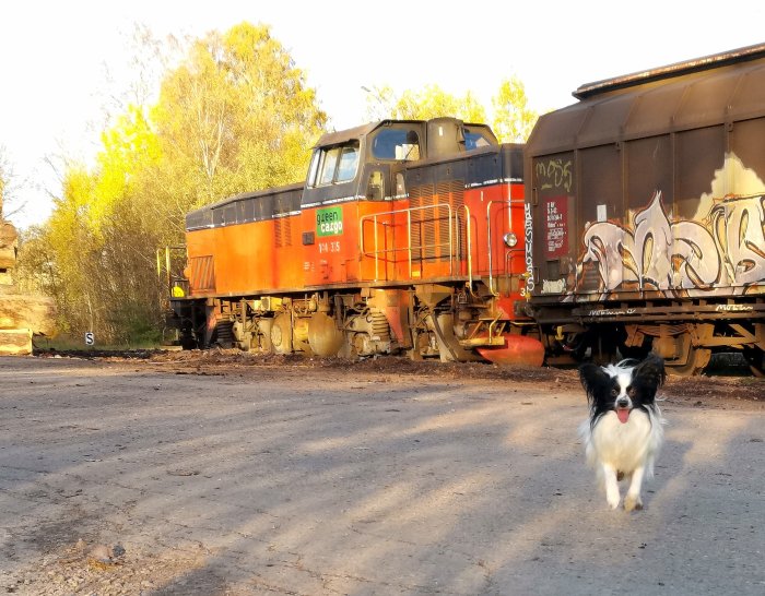 Hund springer i förgrunden med ett orangerött Green Cargo T44 lok och graffitimålad vagn i bakgrunden.