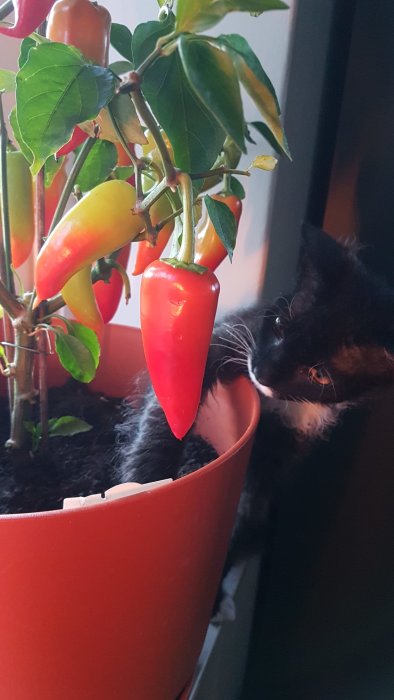 Svart och vit katt tittar nyfiket på röda och gula chili i en kruka.