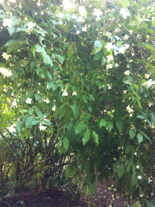 ImageUploadedByByggahus.se1340135796.929480.jpg