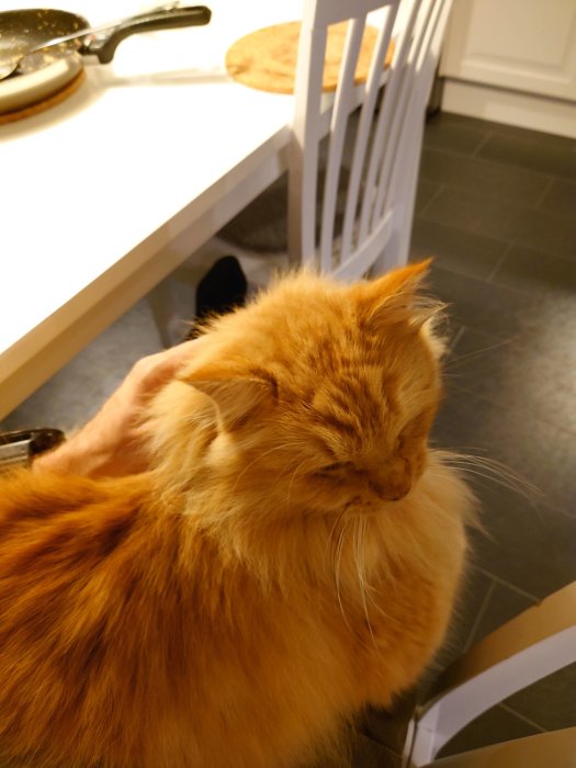 En orange katt som blir klappad på ett köksbord med en stekpanna i bakgrunden.