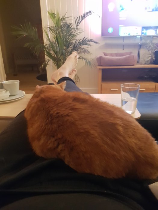 Röd katt som ligger på någons knä i ett vardagsrum med tv och inredning i bakgrunden.