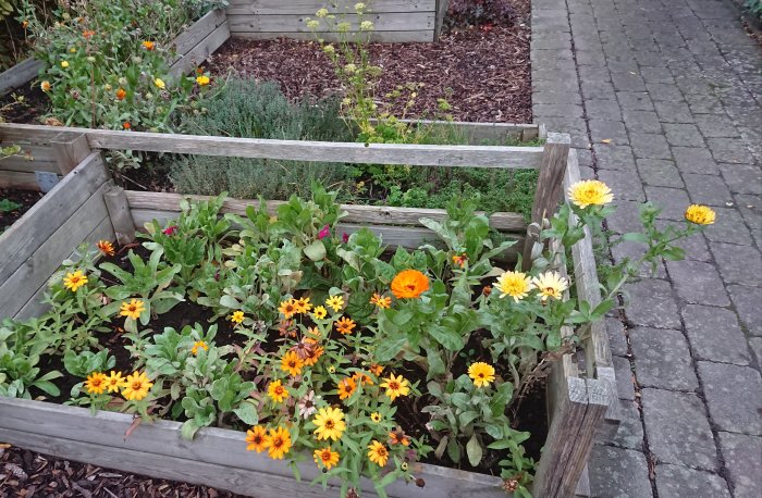 Höstrabatt med blomstrande ringblommor och gröna växter i en upphöjd träkantad planteringslåda.