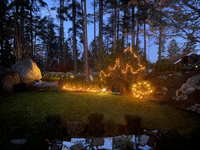 En trädgård vid skymningen med tänd julbelysning placerad bland buskar och längs en stenmur.