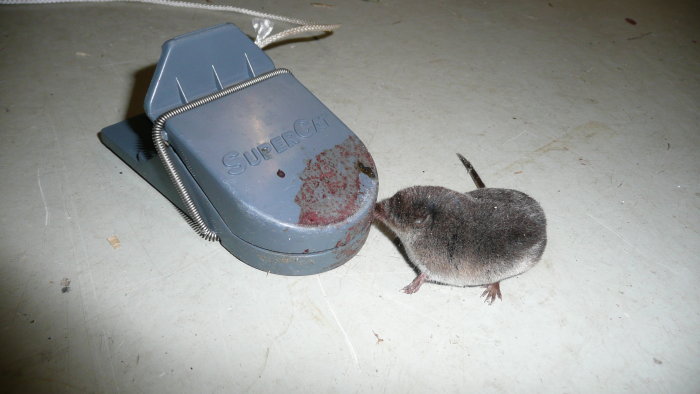 En näbbmus fast i en traditionell musfälla på ett grått golv.