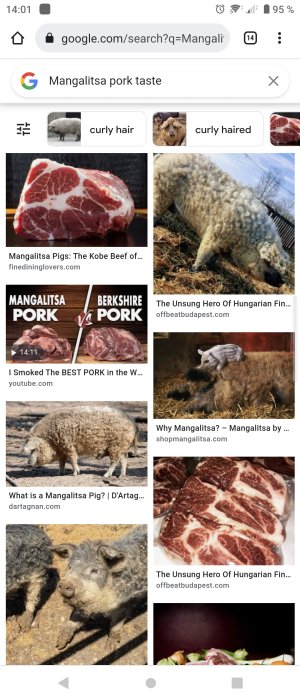 En samling bilder som visar några mangalitsagrisar och skivor av mangalitsakött för att jämföra smak med Kobe-biff.