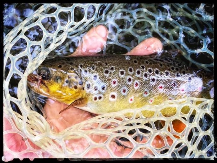 Öring i ett nät, hålls försiktigt av någon, med tydliga prickar och färger synliga på fisken.