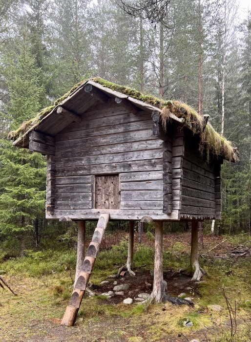 Gammal timrad koja på höga styltor med grästak i skogsmiljö.