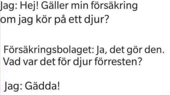 Skärmavbild av en textdialog där någon frågar om försäkring gäller vid påkörning av djur, avslutar med "Gädda!