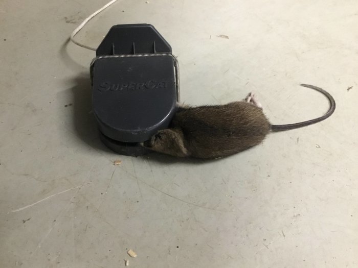 Mus fångad i en svart musfälla av märket SUPERCAT på ett grått golv.