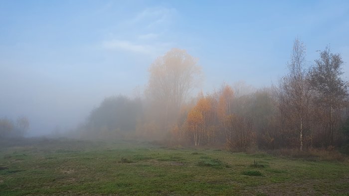 Dimmig äng med träd i höstfärger under en tidig morgon.