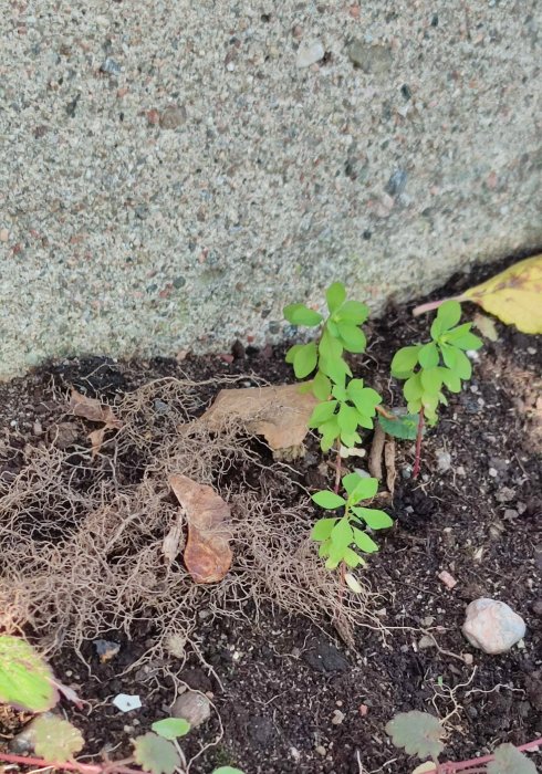 Ogräs med tätt, fintrådigt rotsystem och gröna blad breder ut sig i jorden vid en stenkant.
