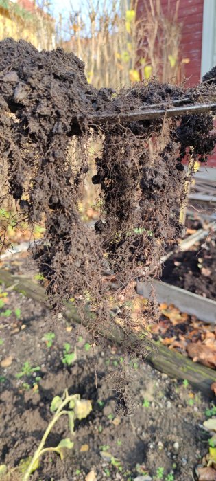 Jordklump med tätt, fintrådigt rotsystem av okänt ogräs mot en suddig bakgrund av en trädgård.