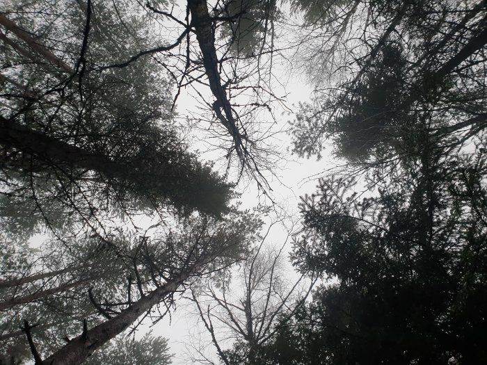Vy uppåt genom trädtopparna av blandad skog mot en grå himmel.