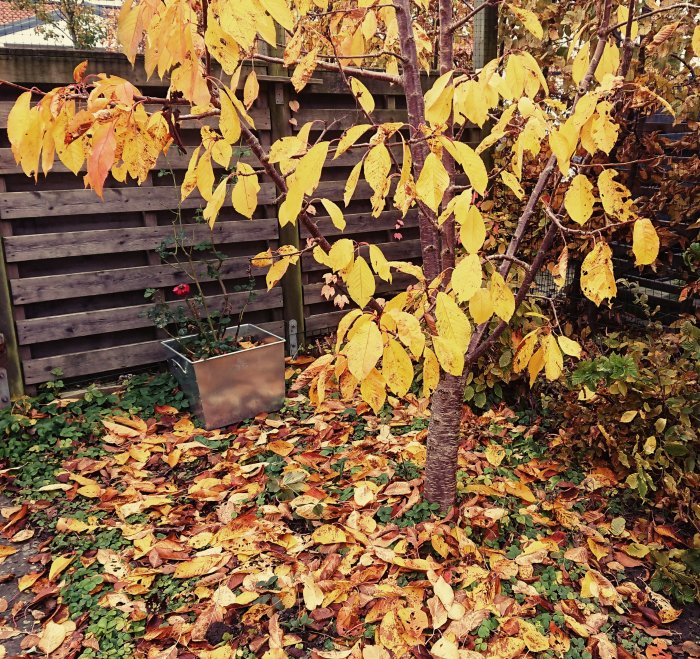 Höstträdgård med gyllene lövfall från ett körsbärsträd och en planta i kruka framför en trästaket.