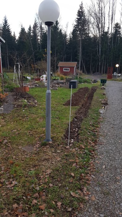 Nygrävd trädgårdsbädd för blodbokshäck längs en grusgång med en trädgård och röd stuga i bakgrunden.