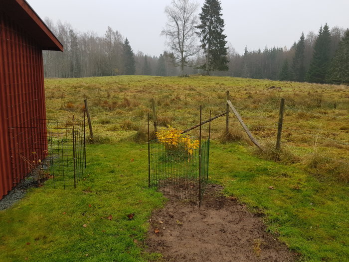 Nyplanterade buskar omgärdade av metallstaket på en lantlig gräsmatta.