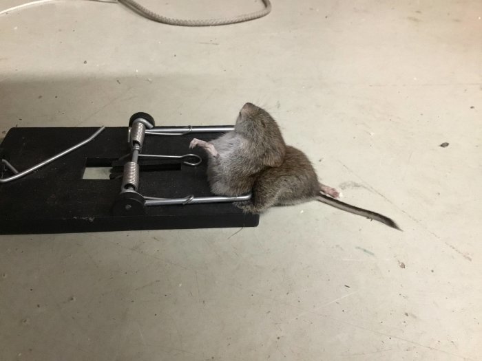 En mus fångad i en musfälla på ett golv.