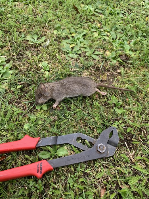 Död gnagare bredvid hushållssaxar på en gräsmatta med synliga hål och grön vegetation.