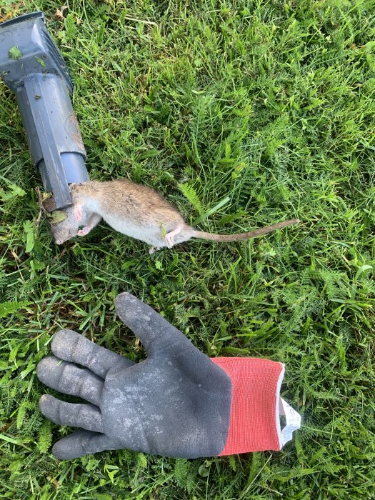 Död gnagare bredvid en verktygsspets och en hand i skyddshandske på en gräsmatta.