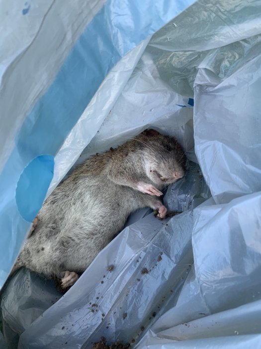 Ett dött gråsvart gnagare som ligger på sidan inne i en blå plastpåse, troligen relaterad till problem med hål i gräsmattan.