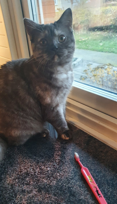 Katt tittar förvånat mot kameran bredvid en tandborste med tandkräm på golvet.