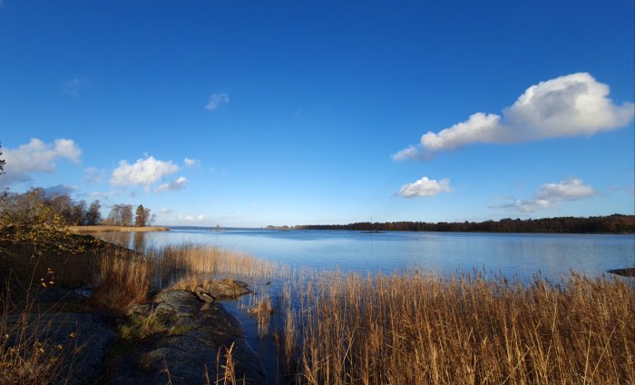 Höstvy över en stilla sjö med vass, klippor i förgrunden och blå himmel med vita moln.