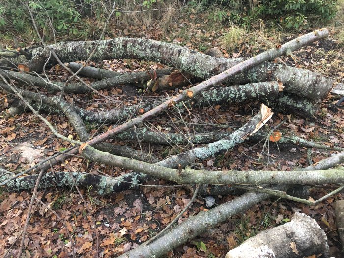 Nedfallna trädgrenar och stubbar på skogsmark.